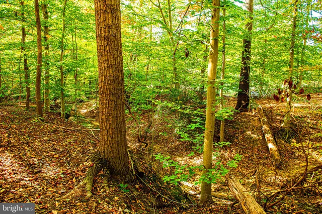 a view of a tree with a house in front of it