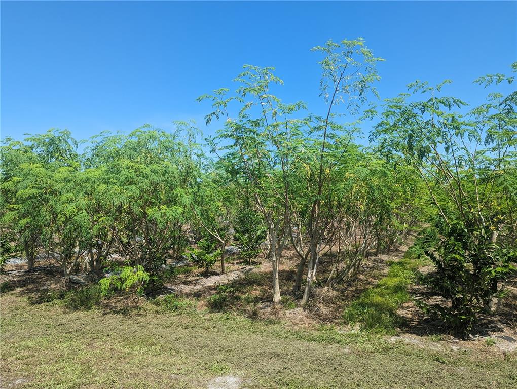 16070 Carlton Lake Road Wimauma, FL 33598 - Photo 4 of 10 a view of a yard