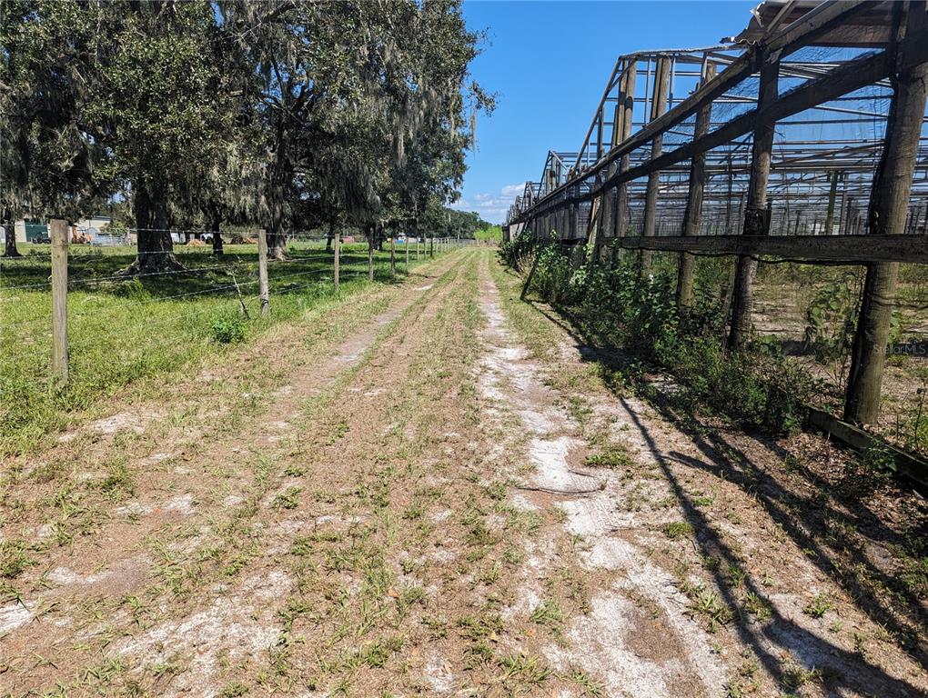 16070 Carlton Lake Road Wimauma, FL 33598 - Photo 8 of 10 a view of a yard with plants and a large tree