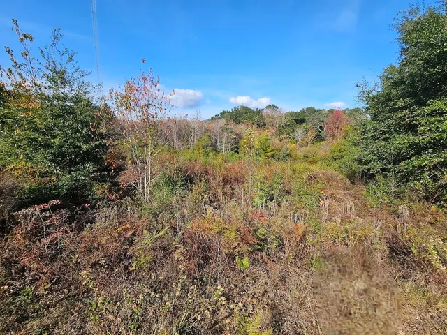 a view of a yard with a tree