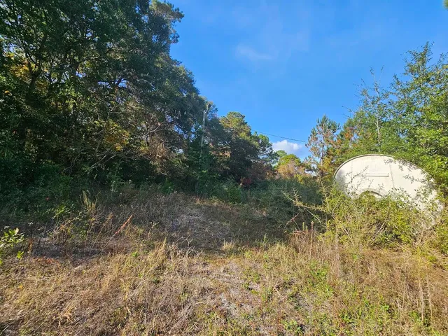 a view of a tree in a yard