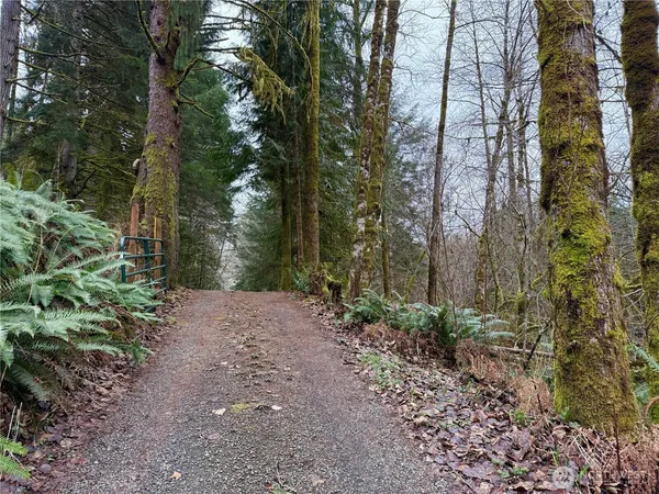 a view of a yard with plants and trees