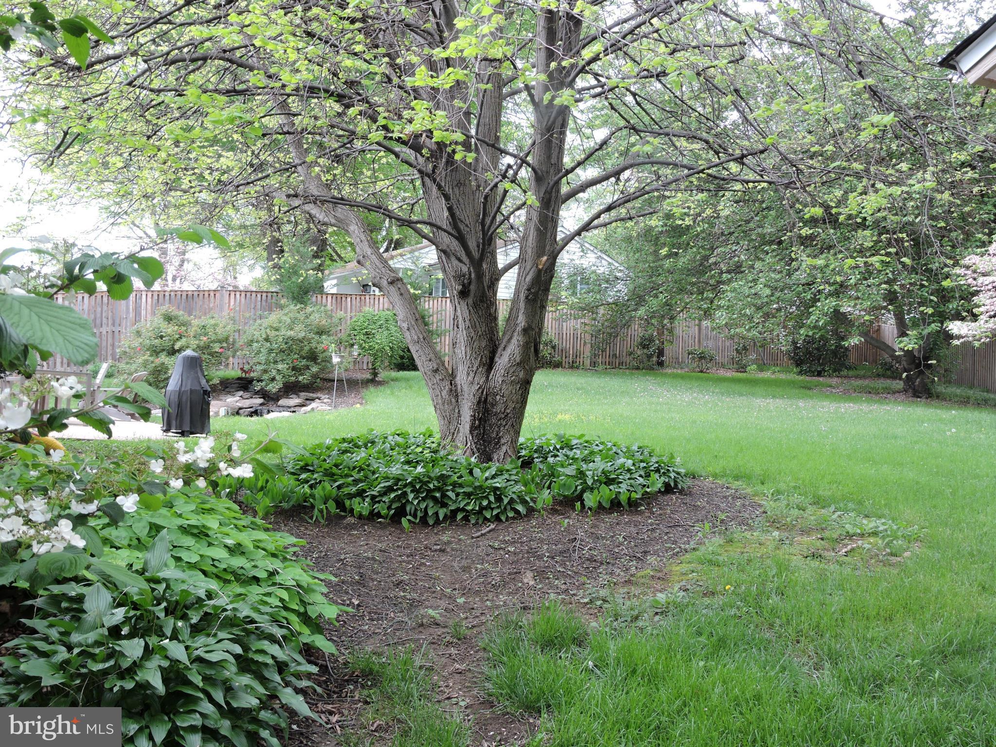 6202 Chesterbrook Road McLean, VA 22101 - Photo 14 of 20 Back Yard