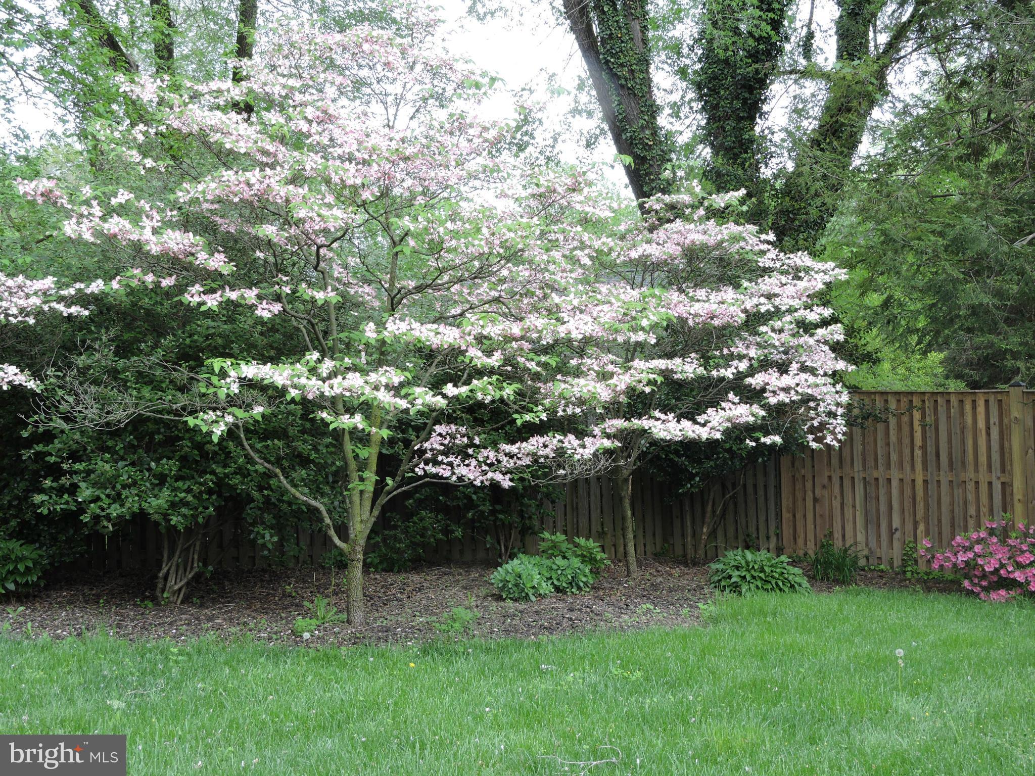 6202 Chesterbrook Road McLean, VA 22101 - Photo 20 of 20 Back Yard