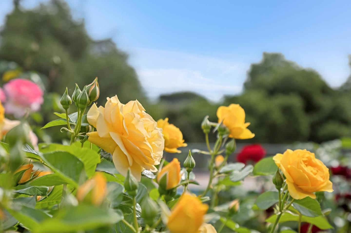 140 Ridgeway Road Woodside, CA 94062 - Photo 49 of 76