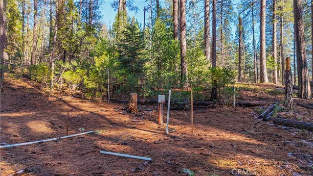 a view of a tree with a yard