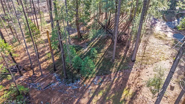 a close up of a tree in a yard