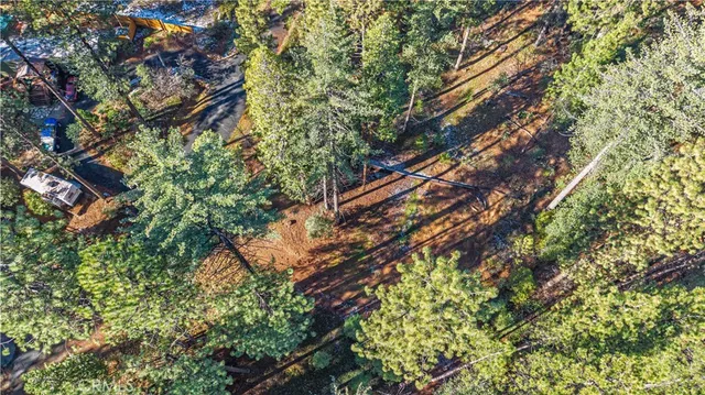 a close up of a tree