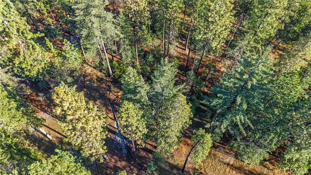 a close up of a tree