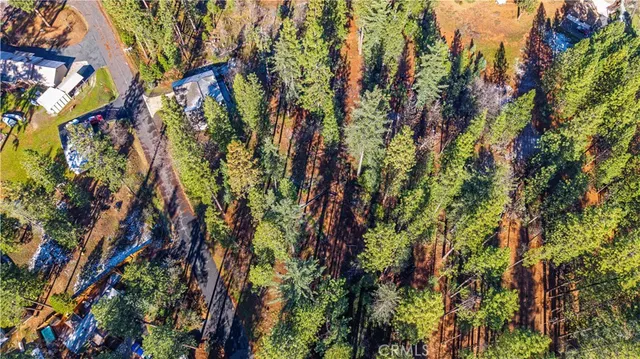 a plant with lots of trees