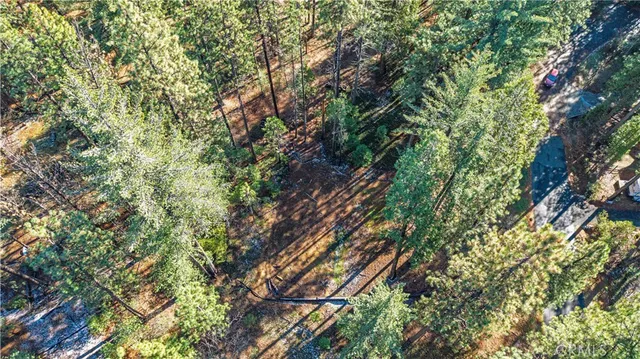 a close up of a tree