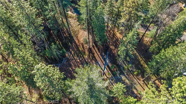 a close up of a tree