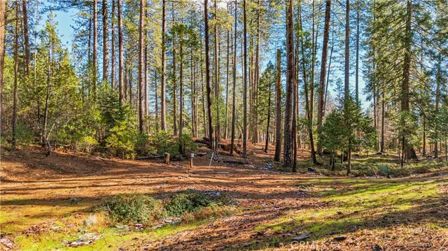 a view of a forest filled with trees
