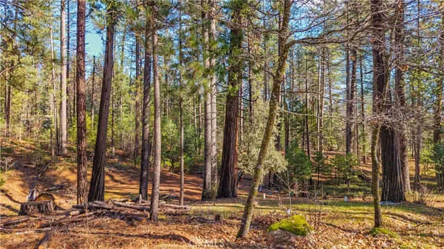 a view of a yard with trees