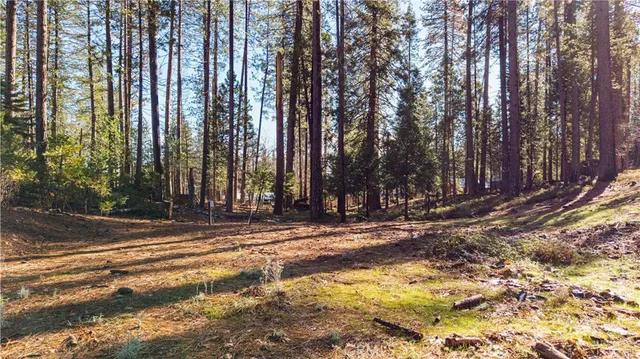 a close up of a tree