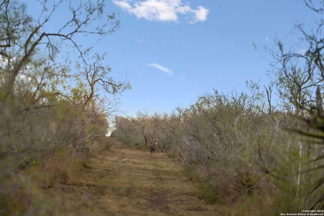 a view of a dry yard