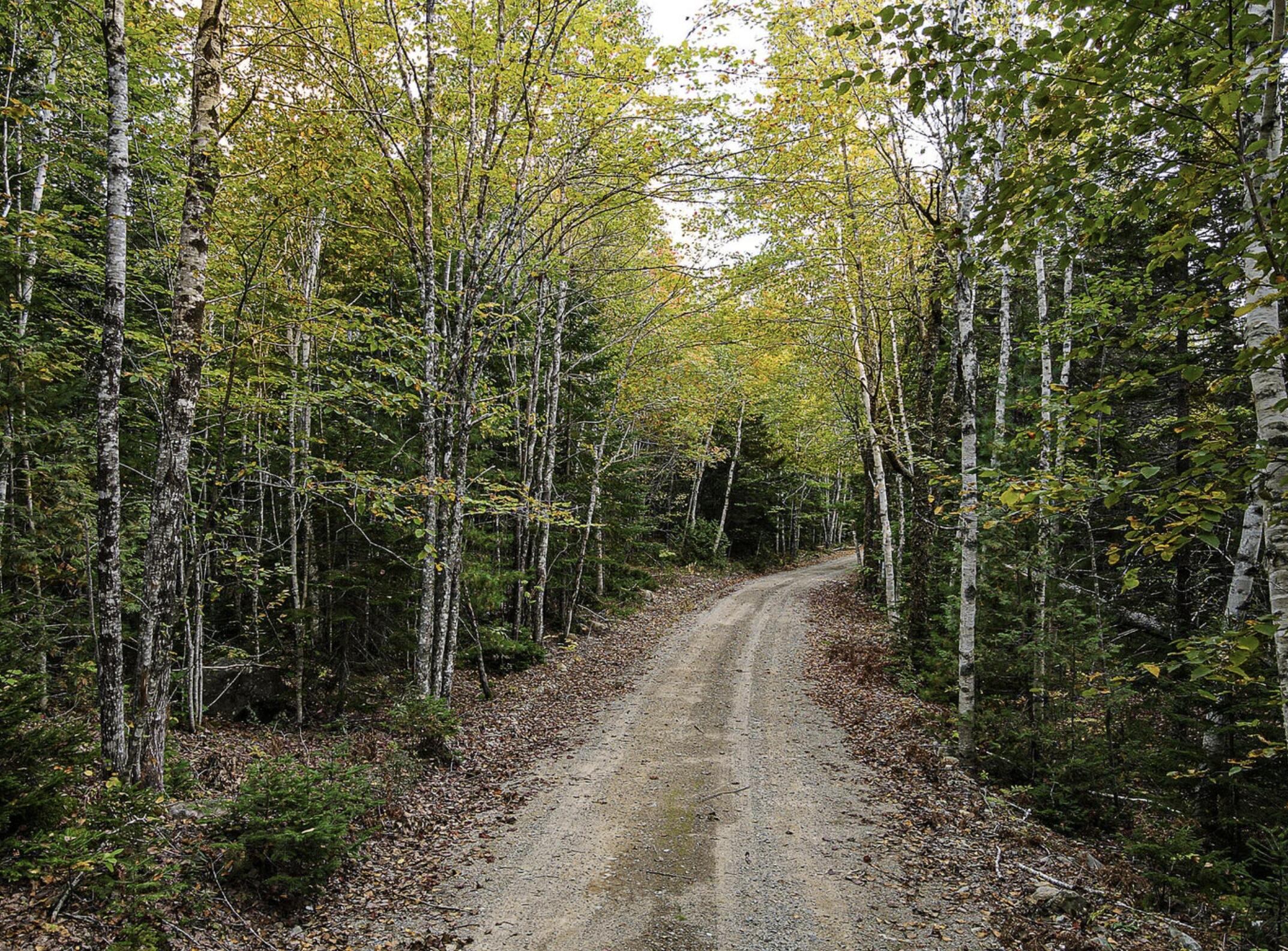 Lot 11-1 Carry Ridge Road Northfield, ME 04654 - Photo 4 of 7 Lot 11-1