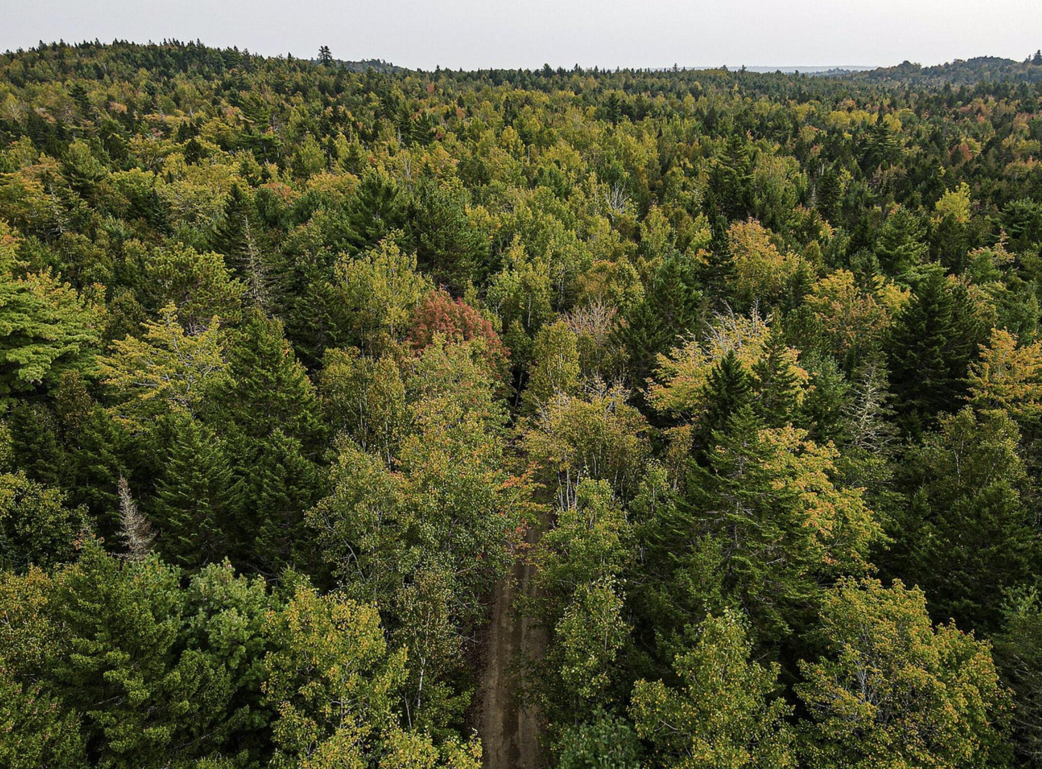 Lot 11-1 Carry Ridge Road Northfield, ME 04654 - Photo 7 of 7 Lot 11-1