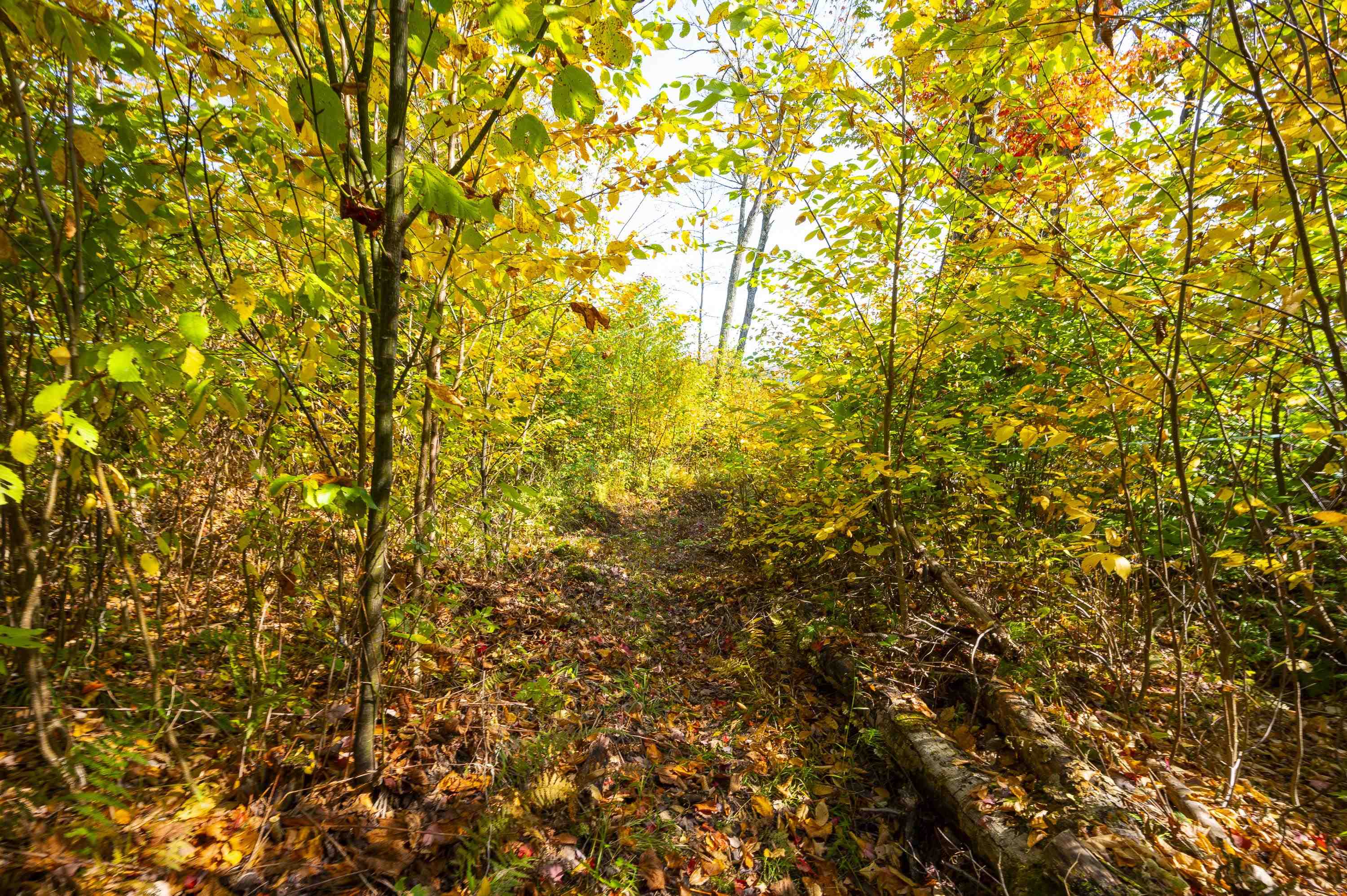 0 Brookview Lane Wolcott, VT 05680 - Photo 47 of 47