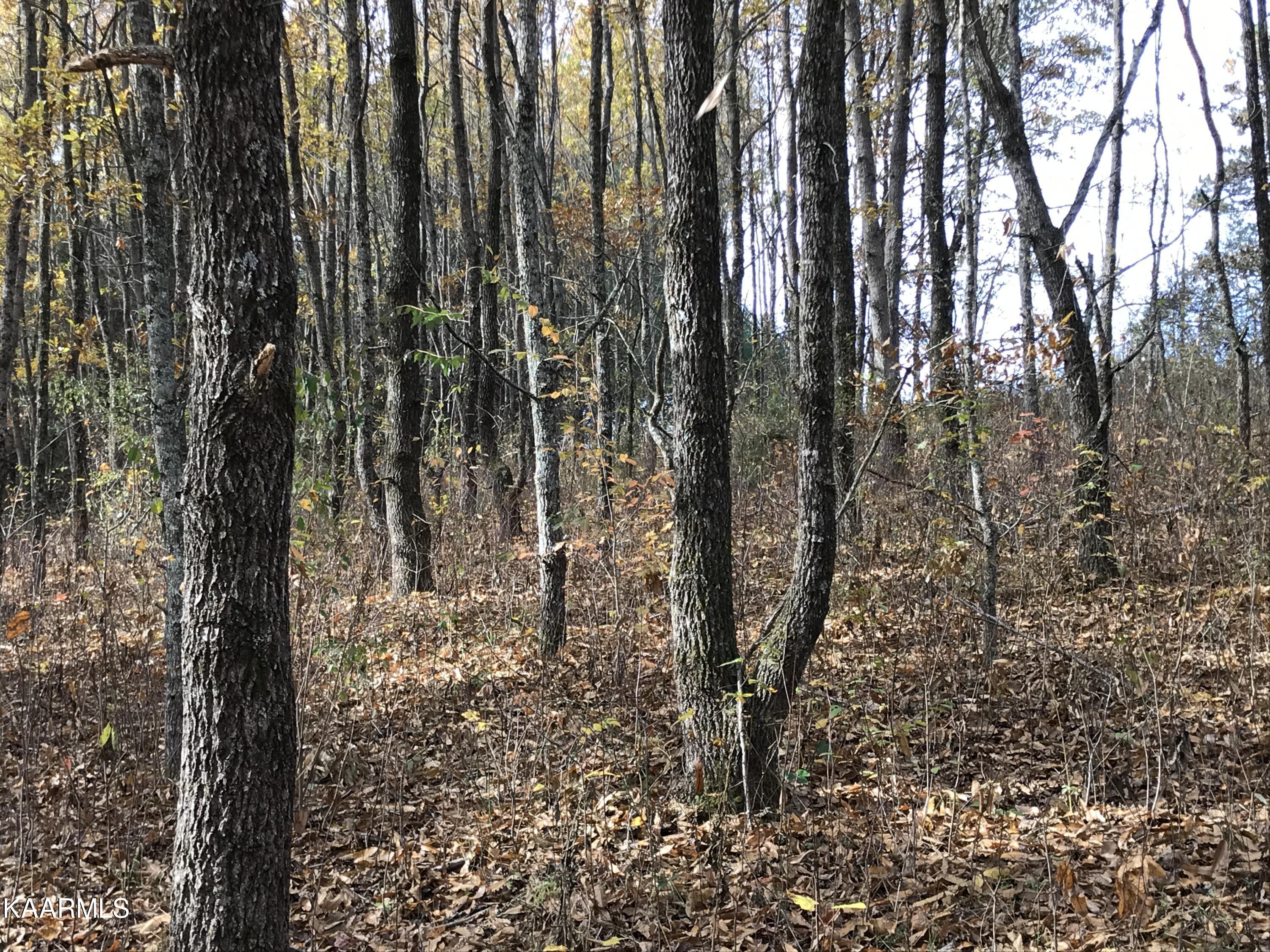Loyston Point Road Andersonville, TN 37705 - Photo 13 of 28 IMG-2150