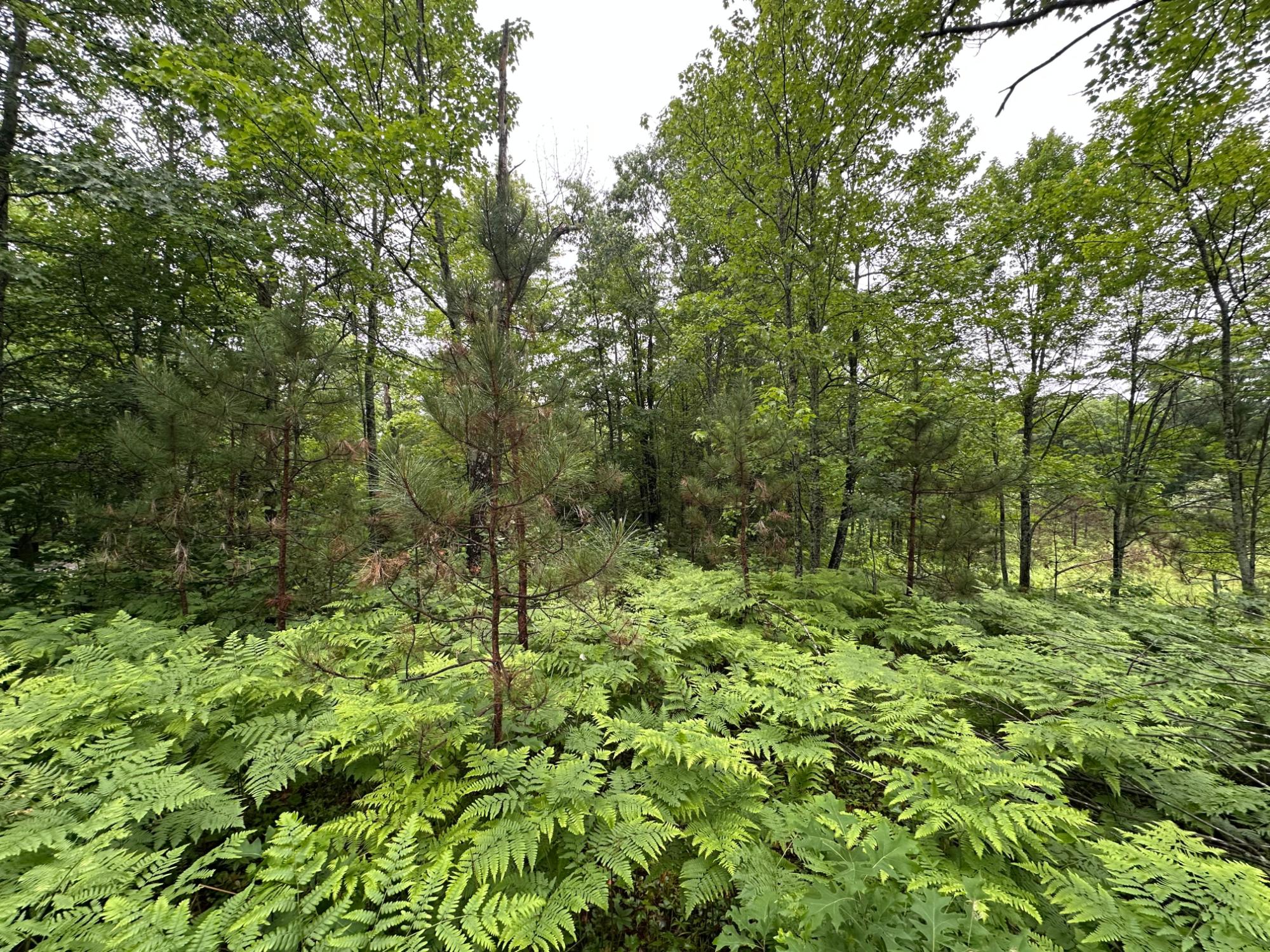 Lot 20 Dad's Lake Road Eagle River, WI 54521 - Photo 2 of 5 Gallery Image 2