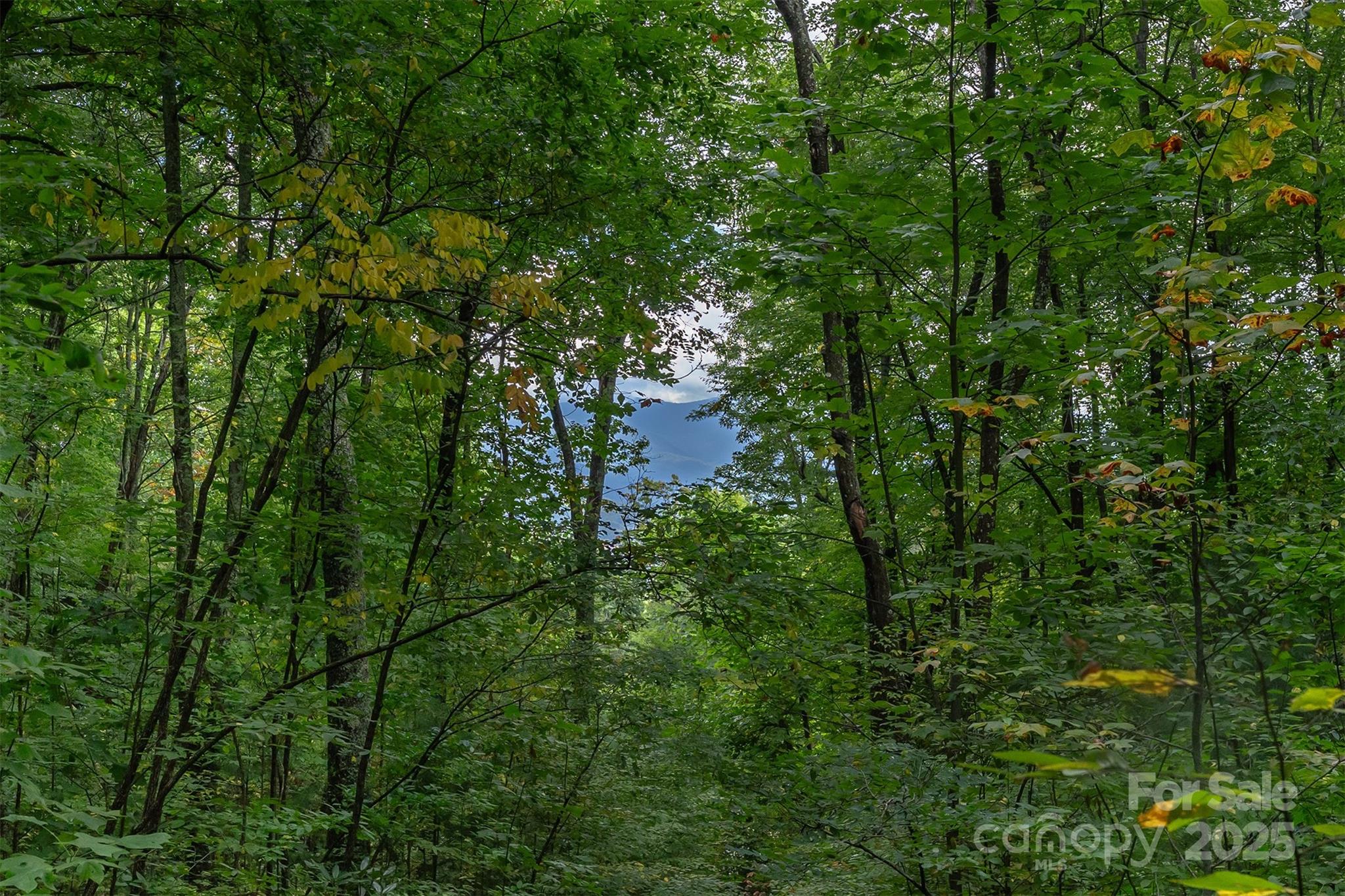 66 Sisters View Drive, Unit 159 Black Mountain, NC 28711 - Photo 11 of 35 a view of a lush green forest