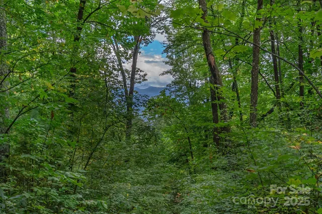 a view of a forest that has a tree