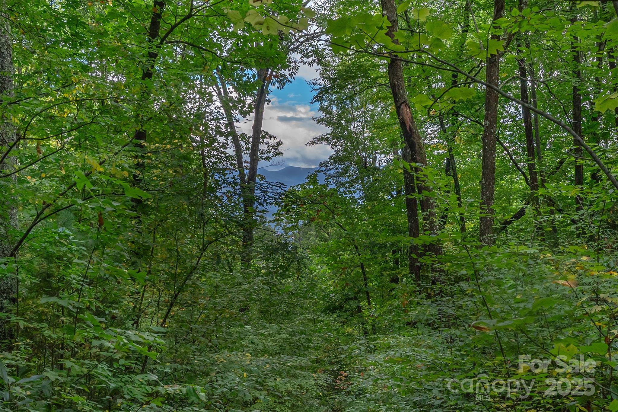 66 Sisters View Drive, Unit 159 Black Mountain, NC 28711 - Photo 12 of 35 a view of a forest that has a tree