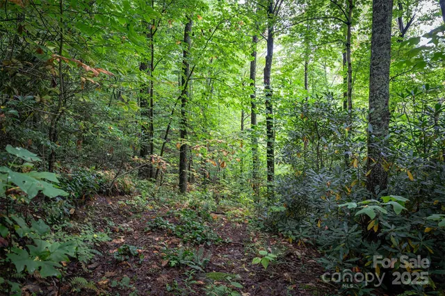 a view of a lush green forest