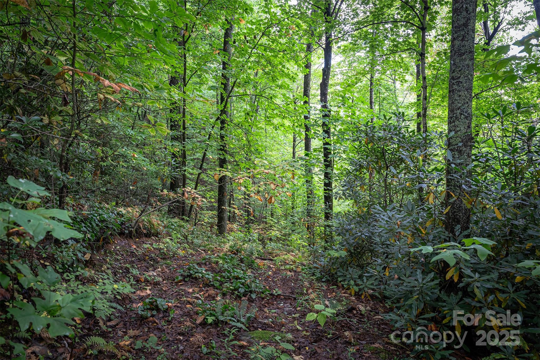 66 Sisters View Drive, Unit 159 Black Mountain, NC 28711 - Photo 13 of 35 a view of a lush green forest