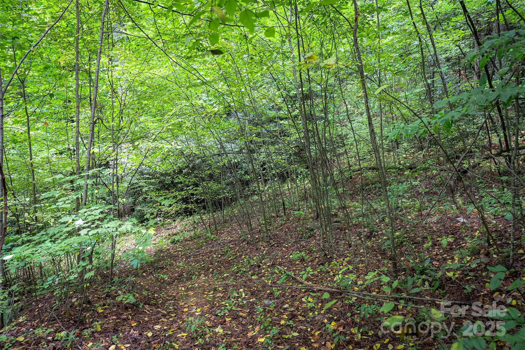 66 Sisters View Drive, Unit 159 Black Mountain, NC 28711 - Photo 14 of 35 a view of a forest with lots of trees