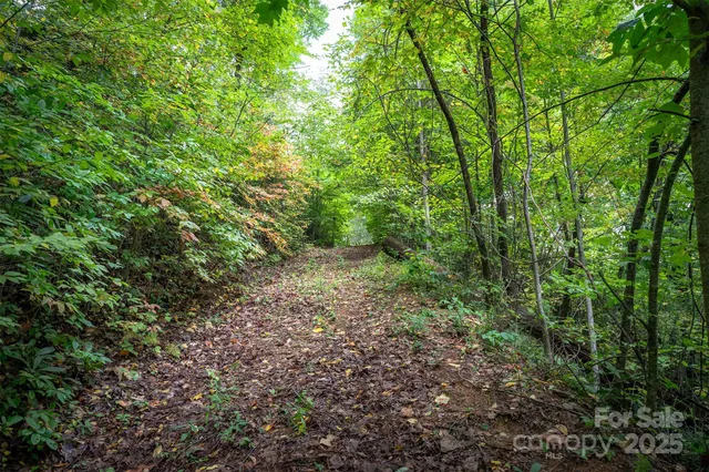 a view of a forest with lots of trees
