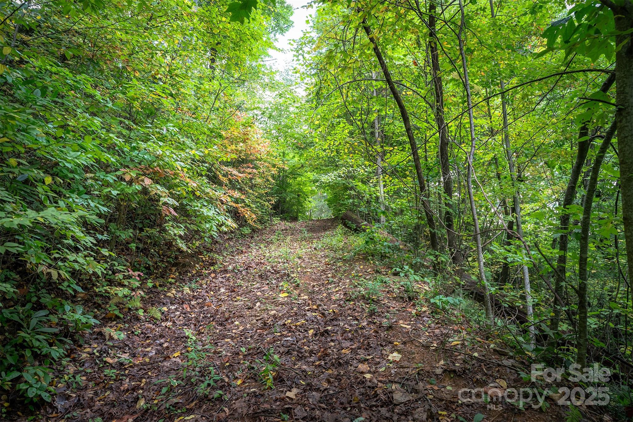 66 Sisters View Drive, Unit 159 Black Mountain, NC 28711 - Photo 15 of 35 a view of a forest with lots of trees