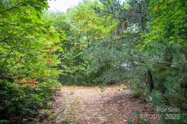 a view of a yard with plants and a tree