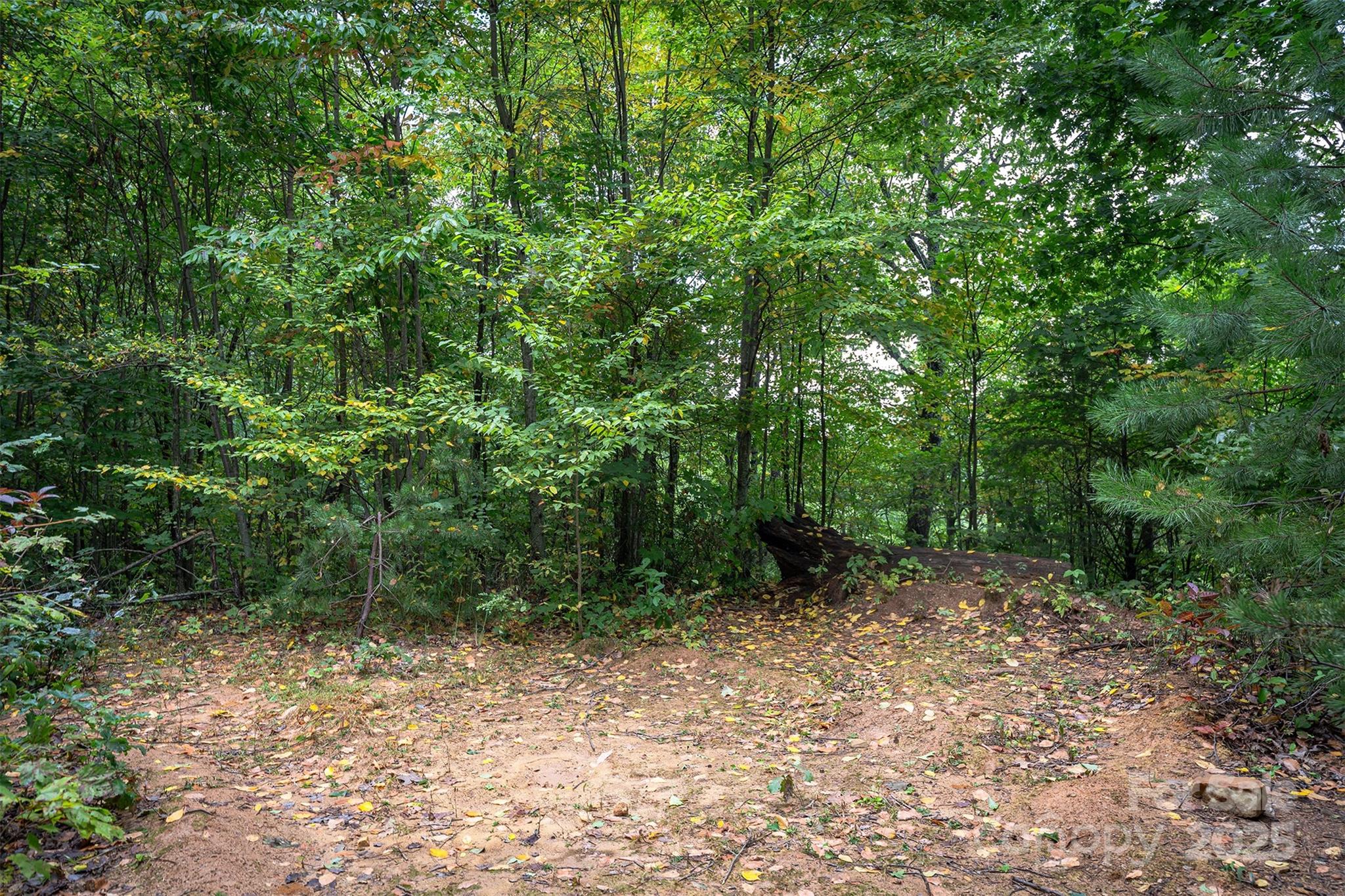 66 Sisters View Drive, Unit 159 Black Mountain, NC 28711 - Photo 17 of 35 a view of a forest with trees in the background