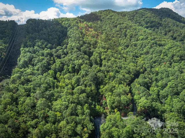 a view of a forest with a street