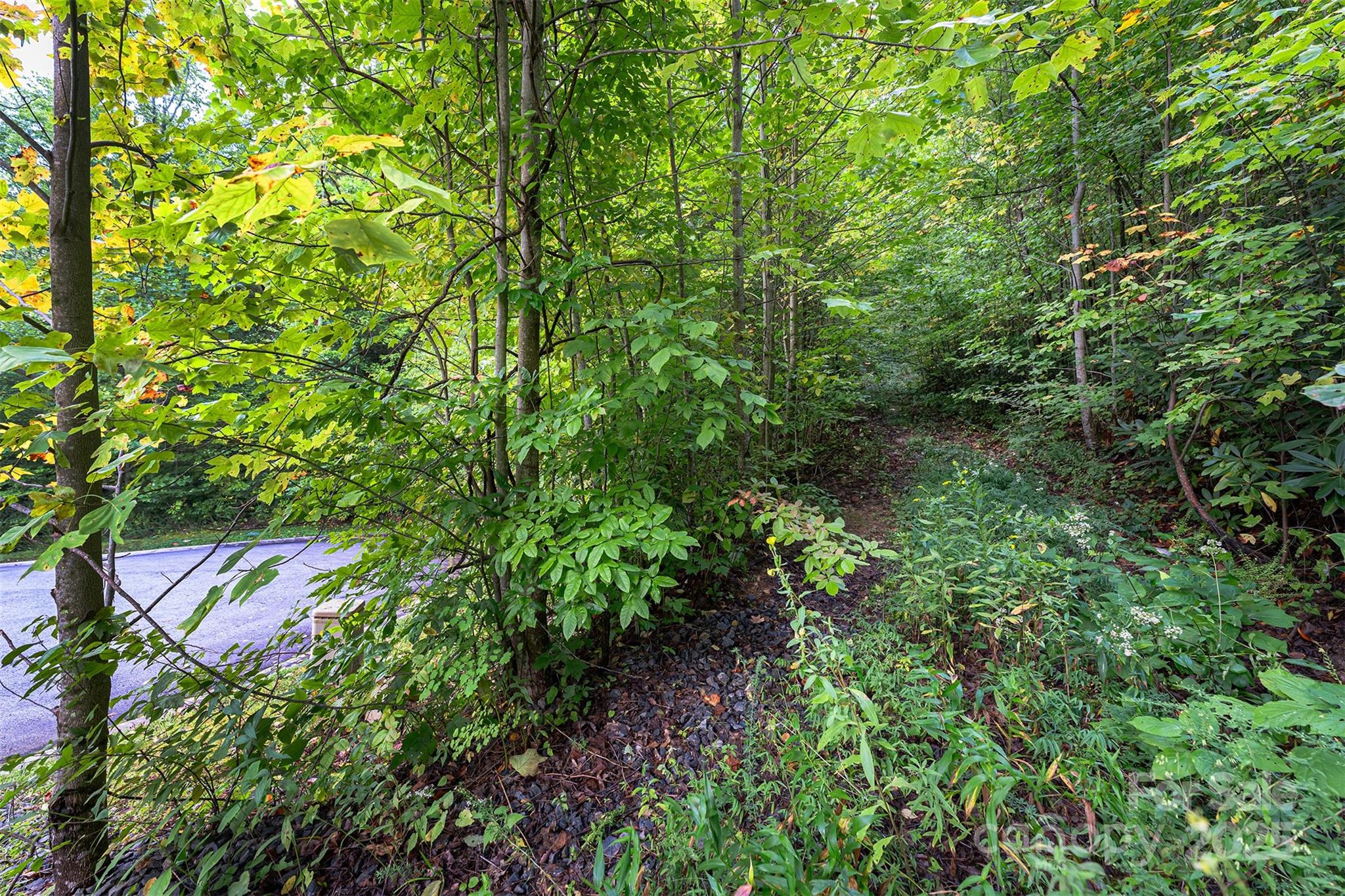 66 Sisters View Drive, Unit 159 Black Mountain, NC 28711 - Photo 8 of 35 a view of a lush green forest