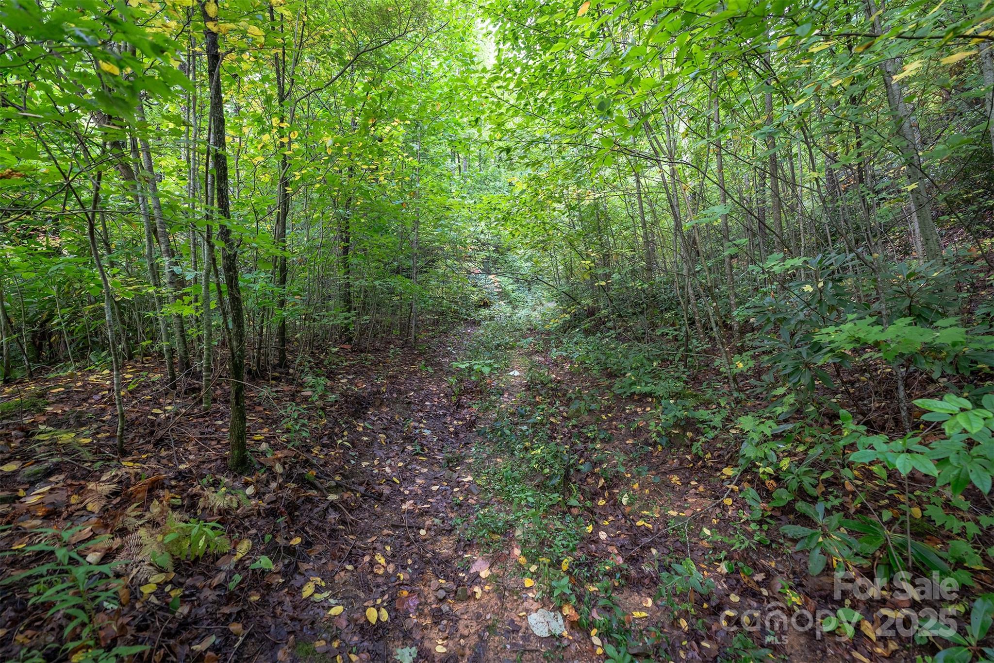 66 Sisters View Drive, Unit 159 Black Mountain, NC 28711 - Photo 9 of 35 a view of a forest with trees in the background