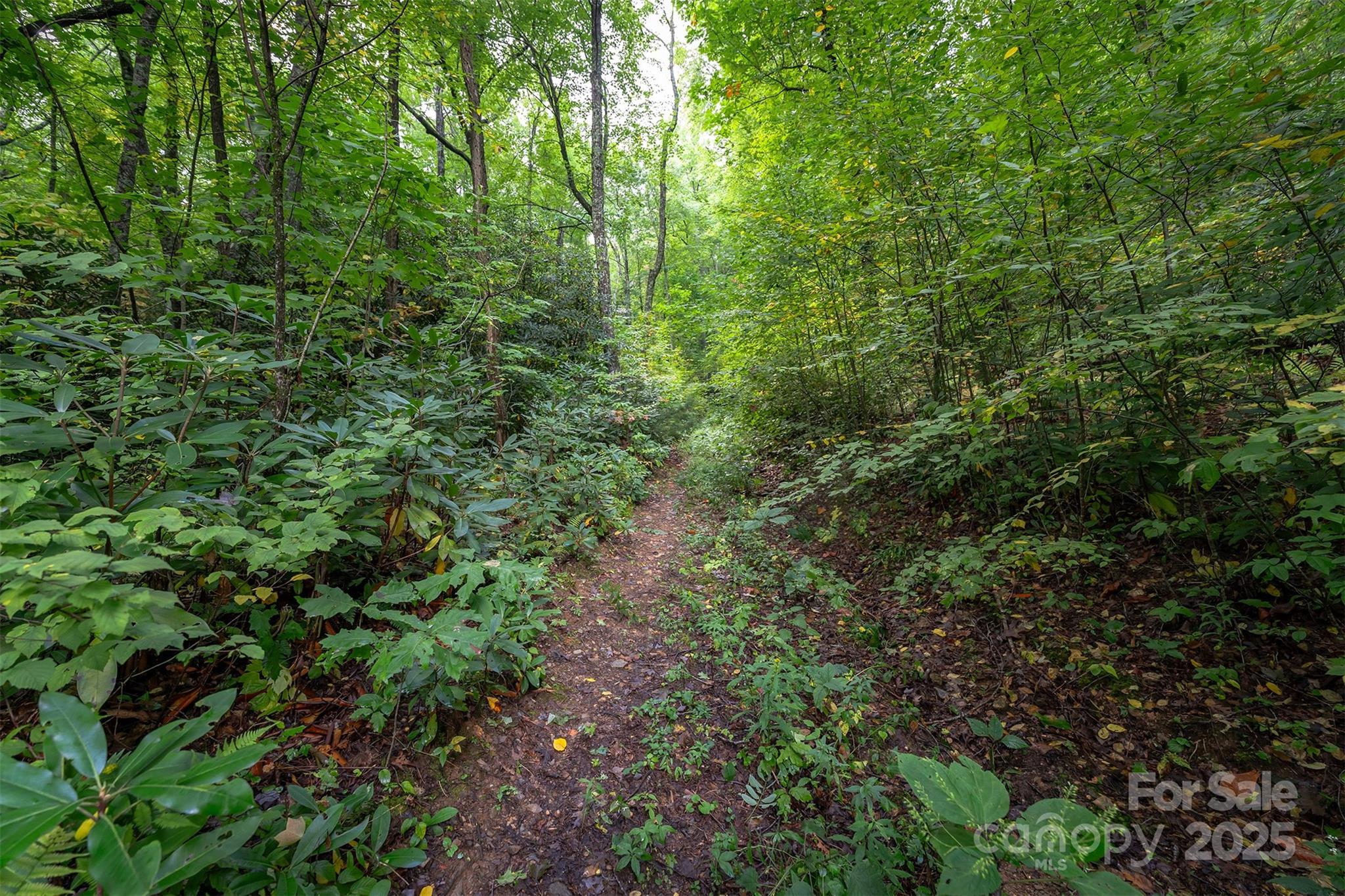 66 Sisters View Drive, Unit 159 Black Mountain, NC 28711 - Photo 10 of 35 a view of a lush green forest