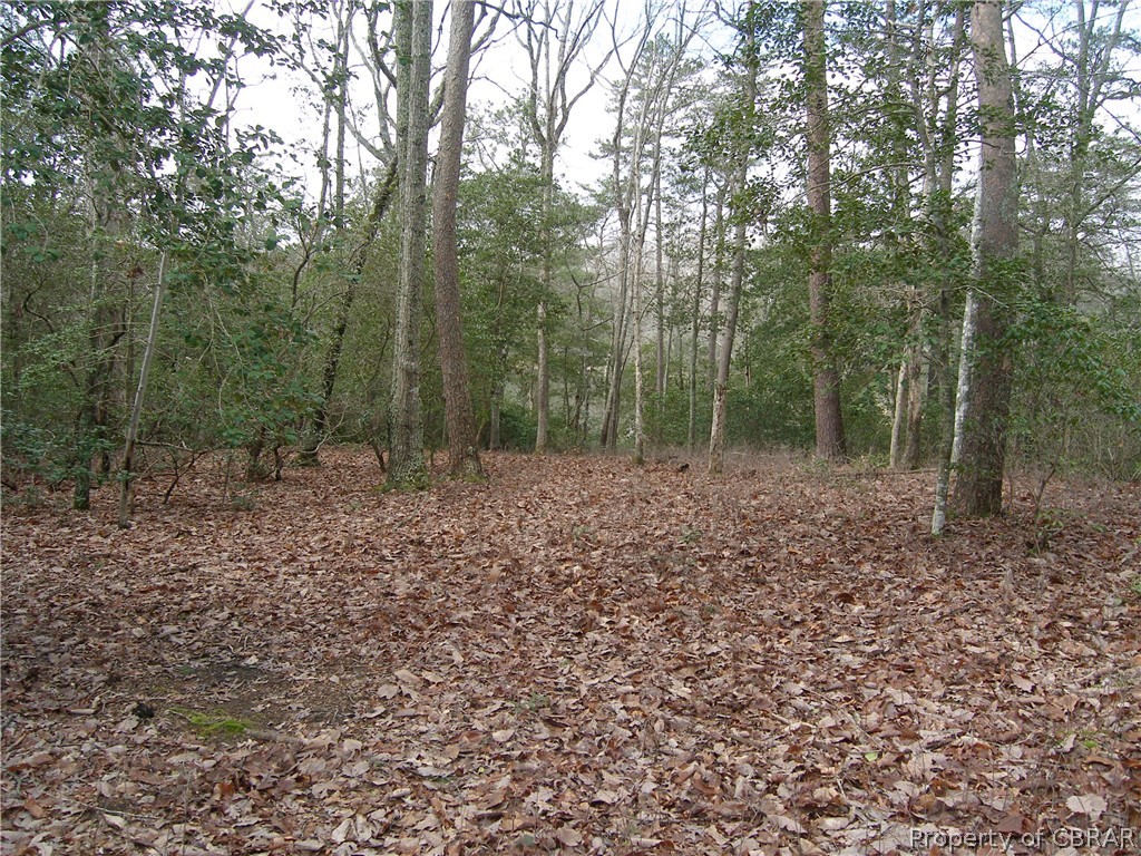 55 Laurel Point Road Lancaster, VA 22503 - Photo 5 of 5 a view of a forest with trees in the background