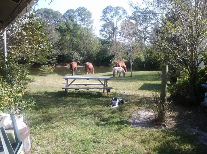 15531 42nd Road North Loxahatchee Groves, FL 33470 - Photo 38 of 62 FB_IMG_1686096973600