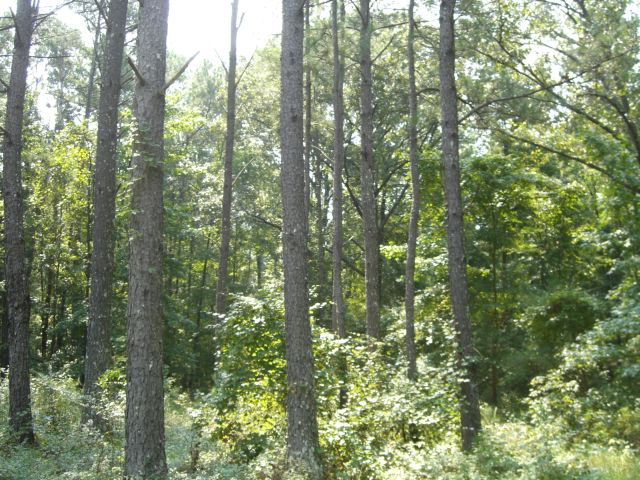 Lot 37 Country Creek Road Macon, GA 31220 - Photo 1 of 1 Primary Photo