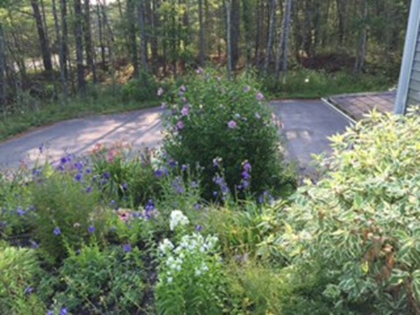 88 Fearing Hill Road Wareham, MA 02576 - Photo 24 of 29 a view of a garden with plants and large trees