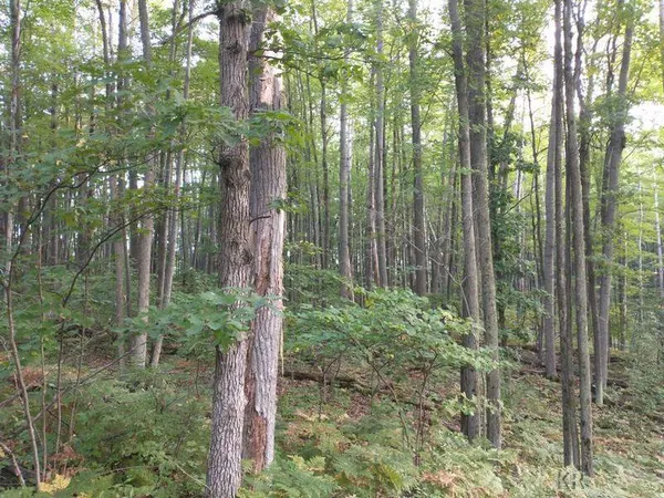 $20,500 | Lot 47 Blue Lake Drive, Gladwin, MI 48624