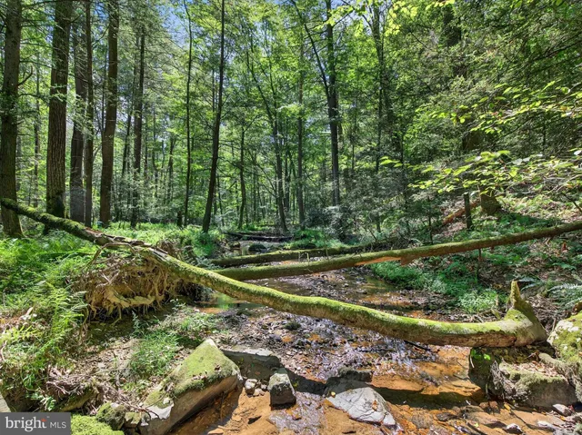 a view of a park with large trees