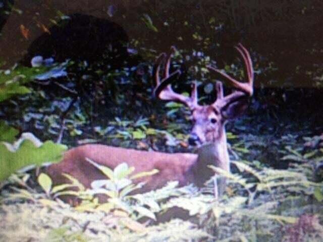 11610 Fogg Lake Road Montague, MI 49437 - Photo 23 of 67 deer 3 fogg lk rd