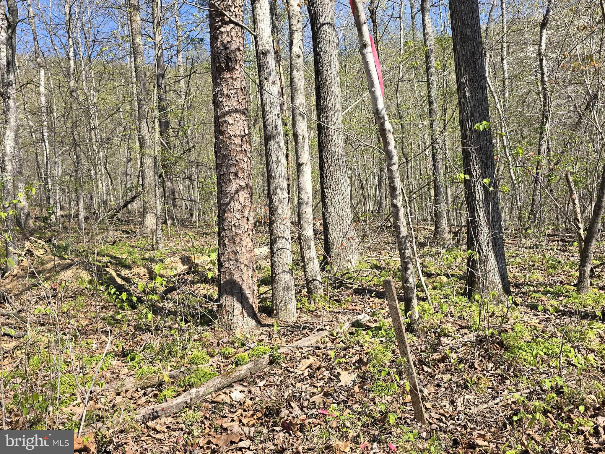 Lot 2 South F T Valley Road Madison, VA 22727 - Photo 11 of 18