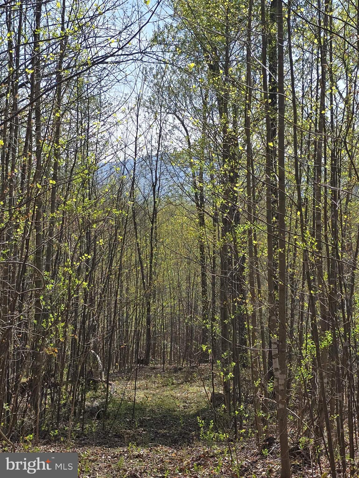 Lot 2 South F T Valley Road Madison, VA 22727 - Photo 17 of 18