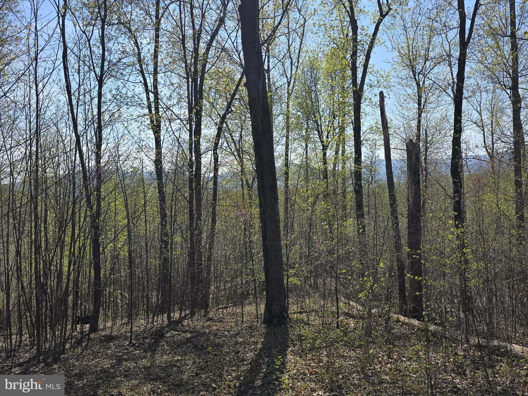 Lot 2 South F T Valley Road Madison, VA 22727 - Photo 3 of 18