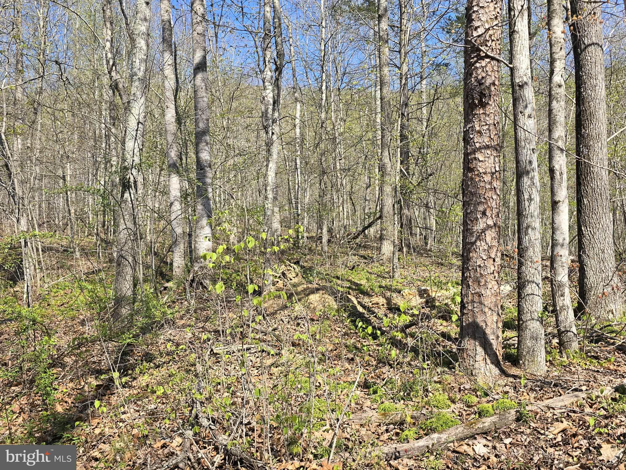 Lot 2 South F T Valley Road Madison, VA 22727 - Photo 4 of 18